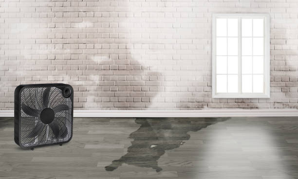Best Carpet water damage restoration  in Canyonville, OR